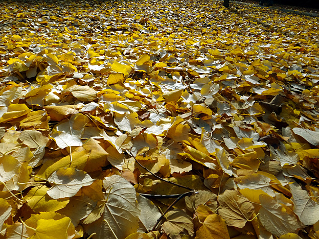 neige doree paris luxembourg automne