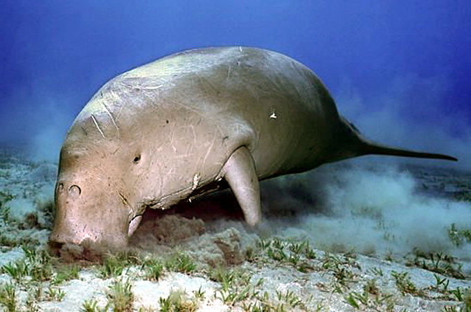 dugong