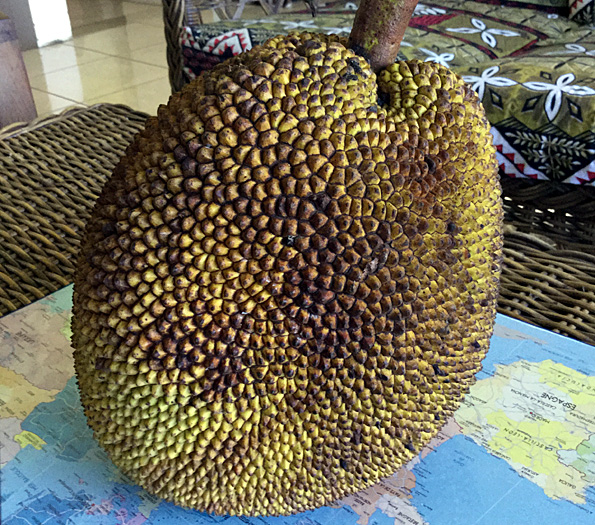 jacquier fruit tahiti