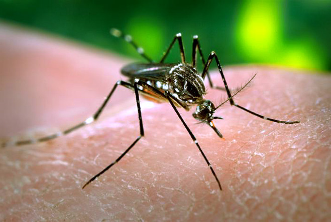 moustique aedes aegypti