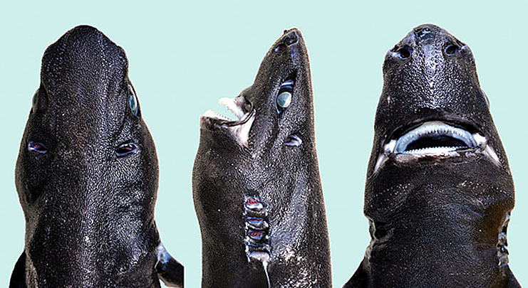 requin lanterne ninja