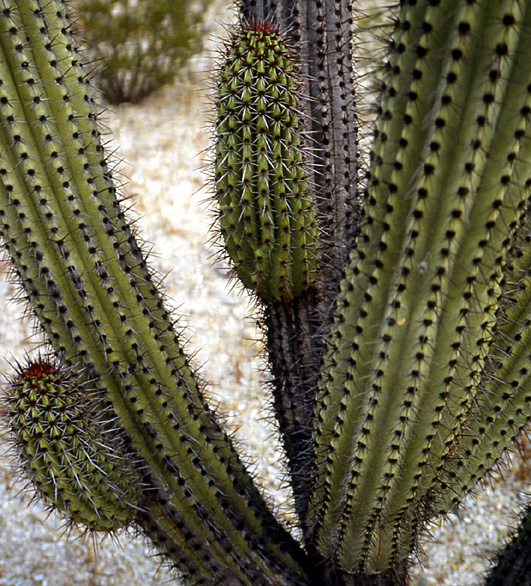 cactus candelabre Basse Californie