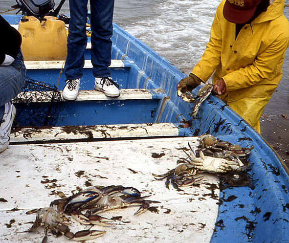 crabes bleus Basse Californie