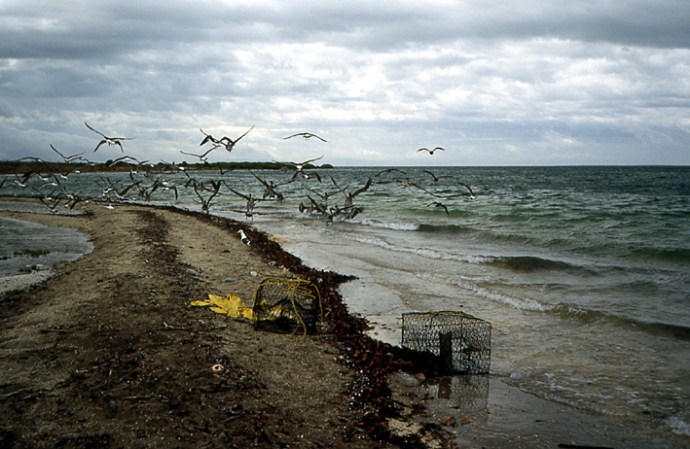 goelands Basse Californie