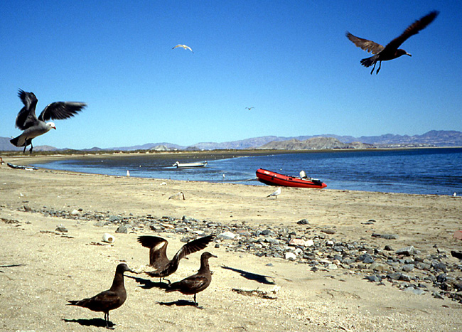 goelands Basse Californie