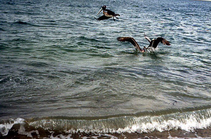 pelicans bruns Basse Californie