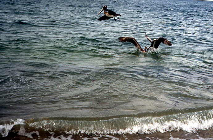 pelicans bruns Basse Californie
