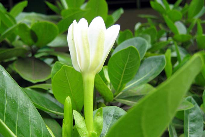 tiare tahiti en bouton