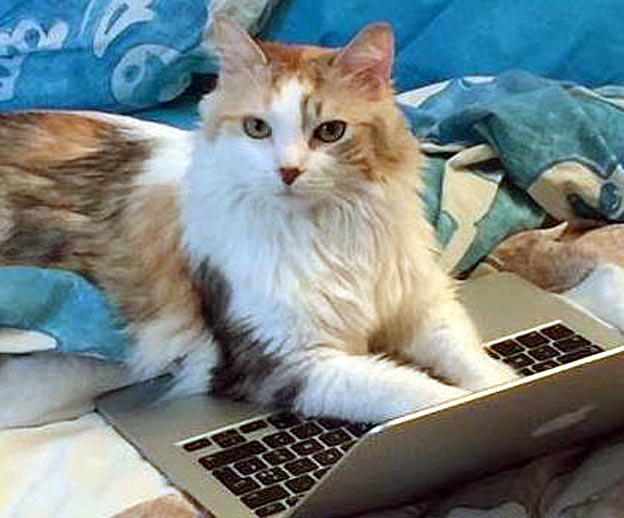 chatte-jasmine-catou