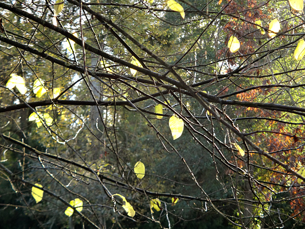 automne-feuilles-jaunes