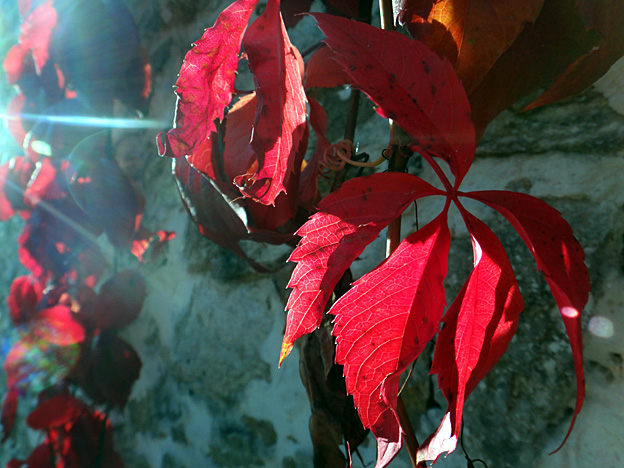 automne-feuilles-rouges